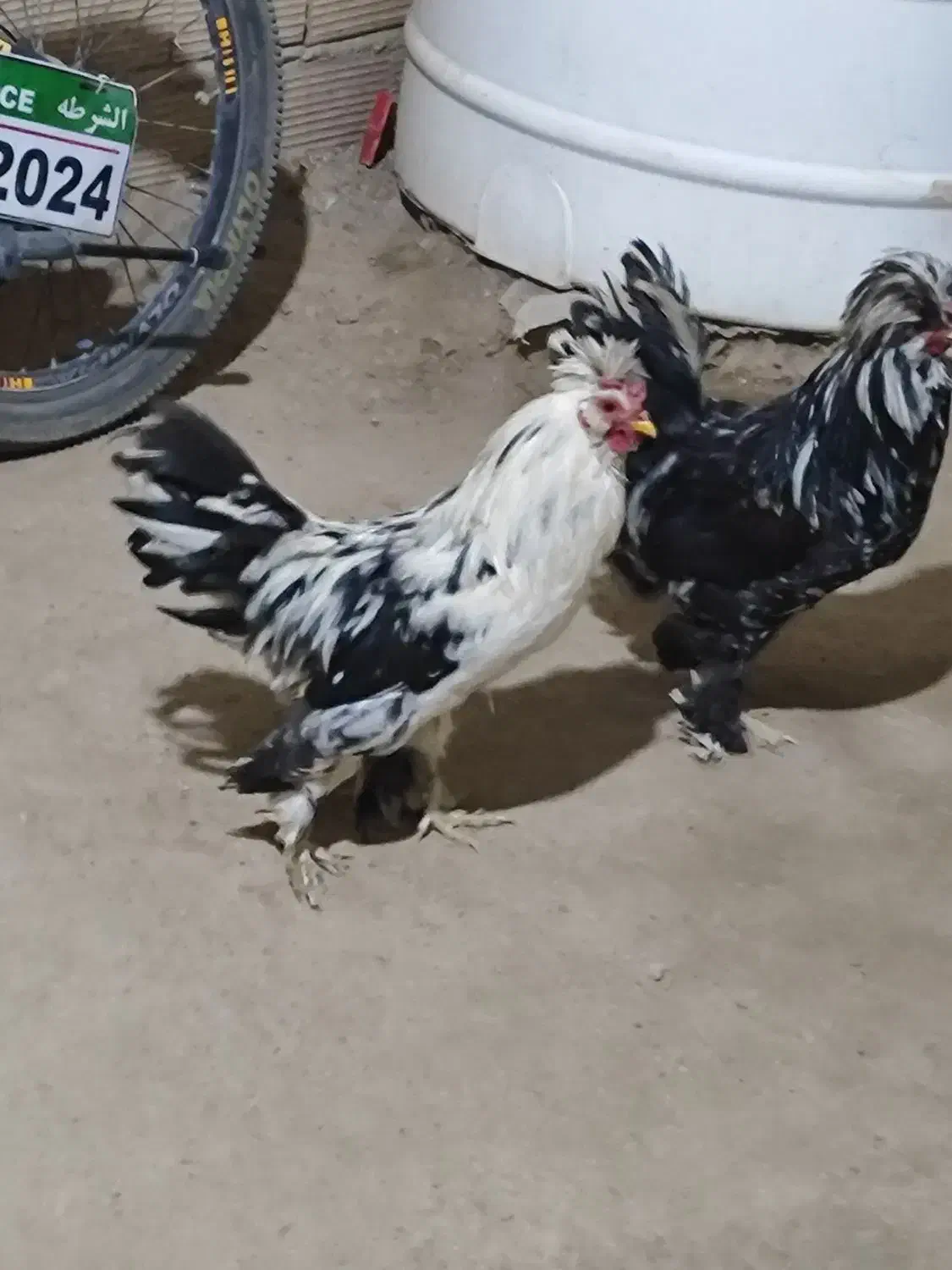 مرغ خروس|حیوانات مزرعه|محمدشهر, کوی بهار|دیوار