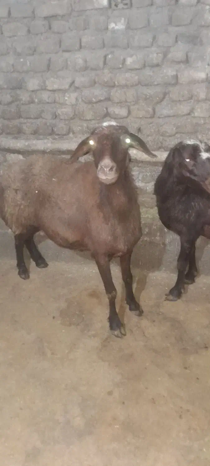 شیشک میش داشتی|حیوانات مزرعه|دورود, |دیوار