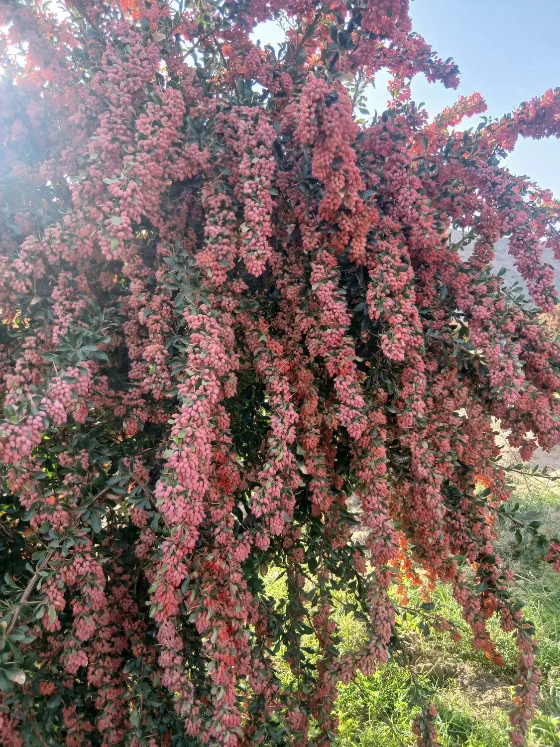 نهال زرشک بالای۳سال خریدارم|خدمات باغبانی و درختکاری|بیرجند, |دیوار