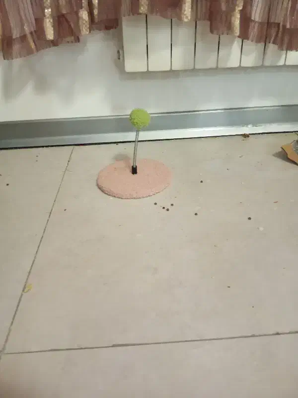 وسایل زندگی حیوون خانگی زیر قیمت|لوازم جانبی حیوانات|مشهد, امیریه|دیوار