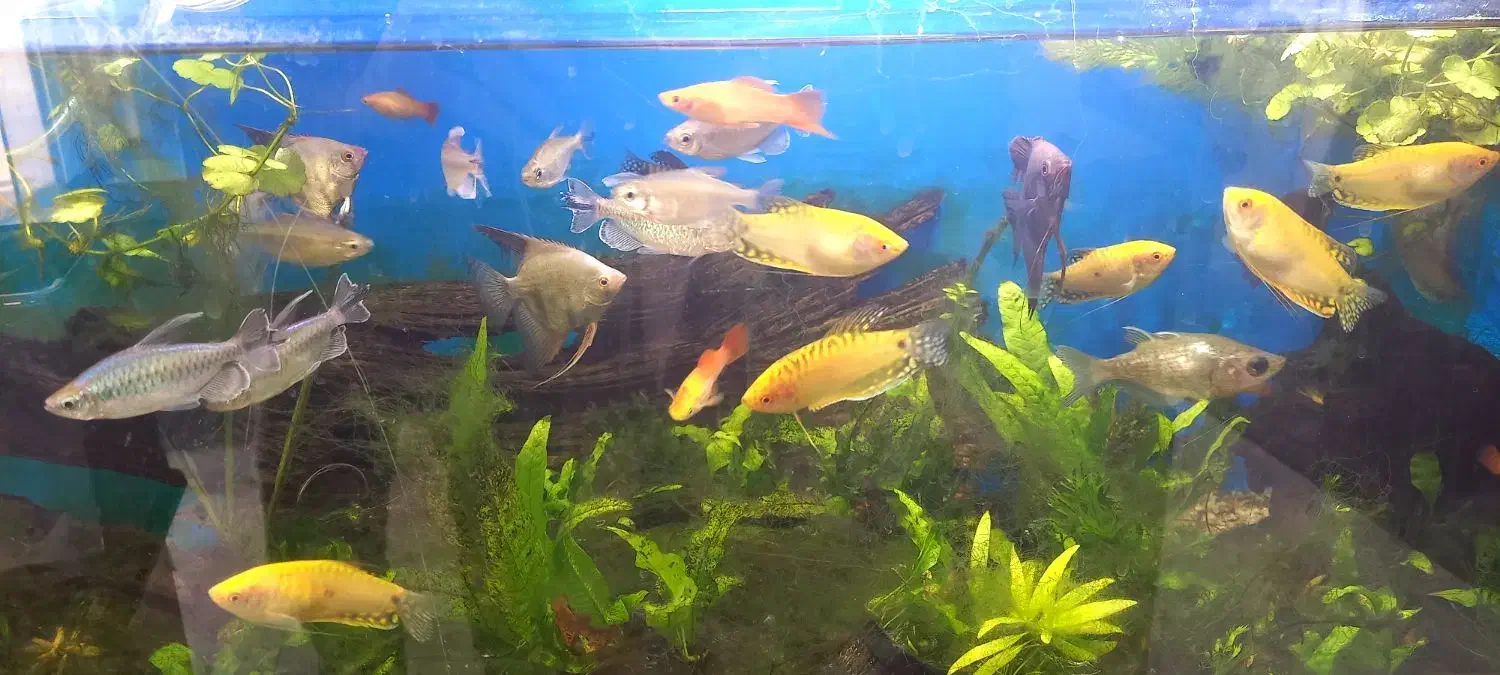 گوپی کوی توکسیدو و بلک هالف|ماهی|اهواز, نادری|دیوار