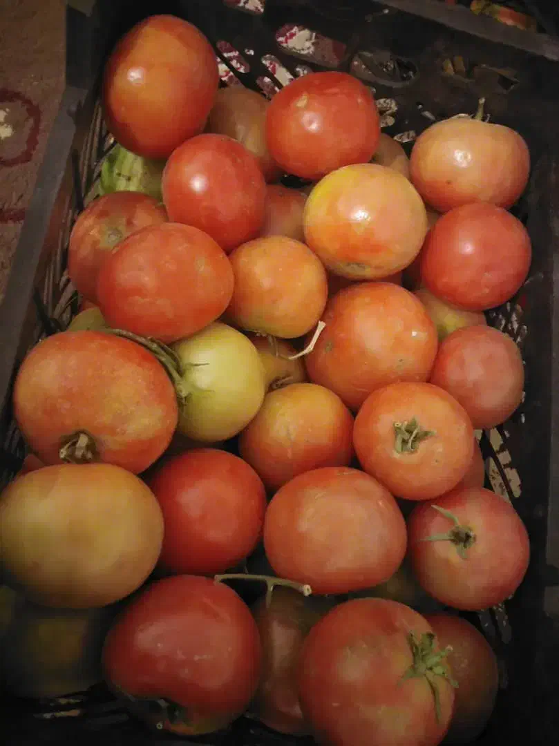 به زرد رسیده خوشمزه وگوجه ترش وخوشمزه محلی|خوردنی و آشامیدنی|لنده, |دیوار