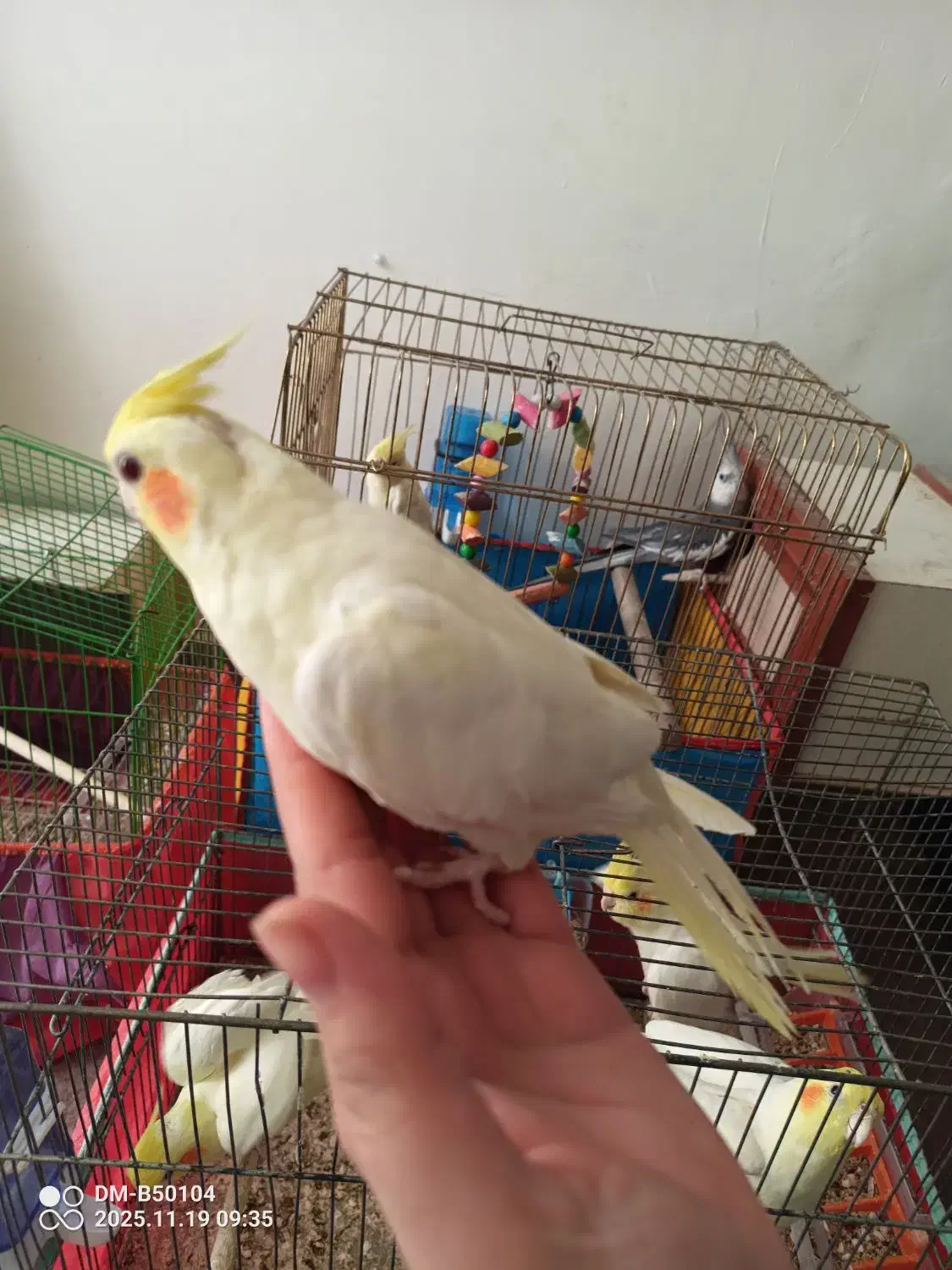 عروس هلندی|پرنده|قم, در بهشت|دیوار