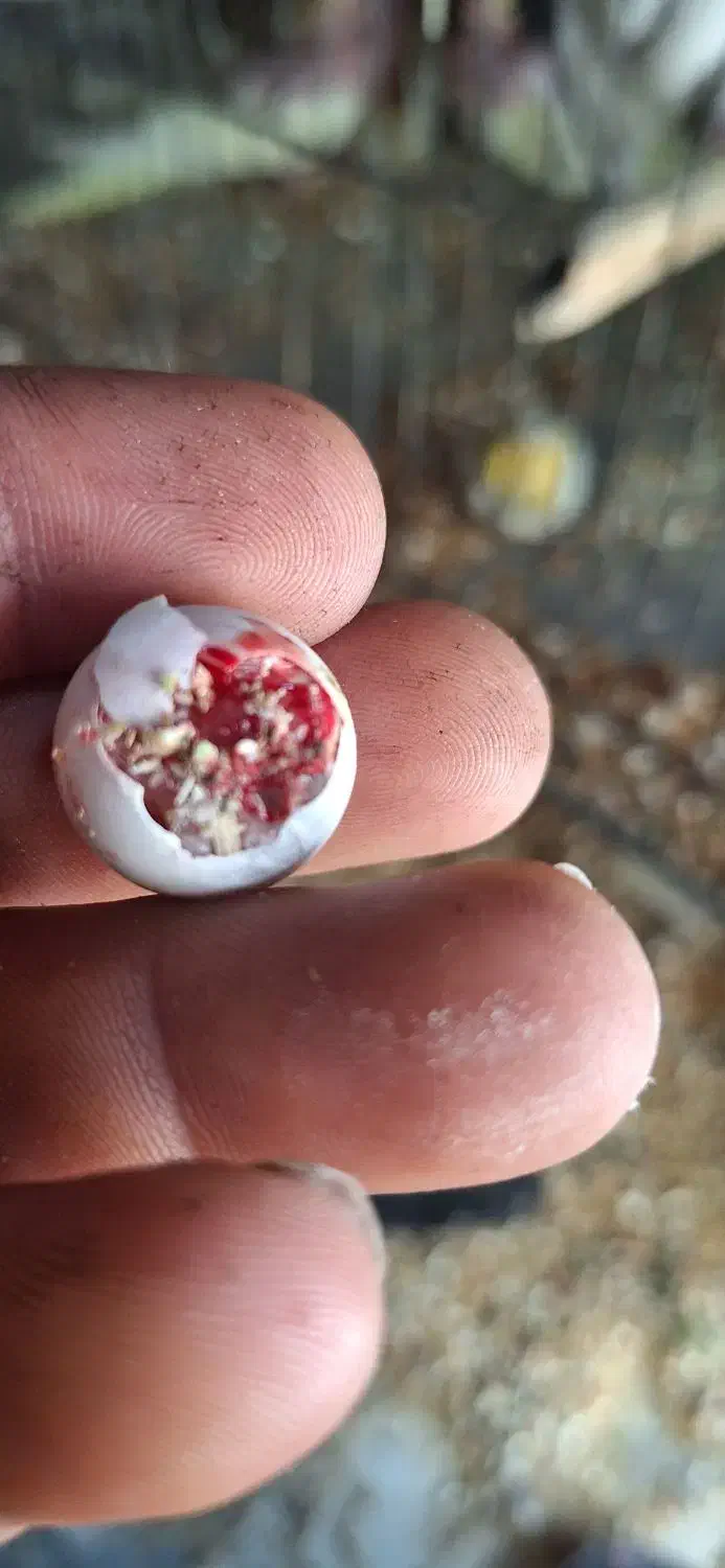 شهرک چمران|پرنده|چمران, |دیوار