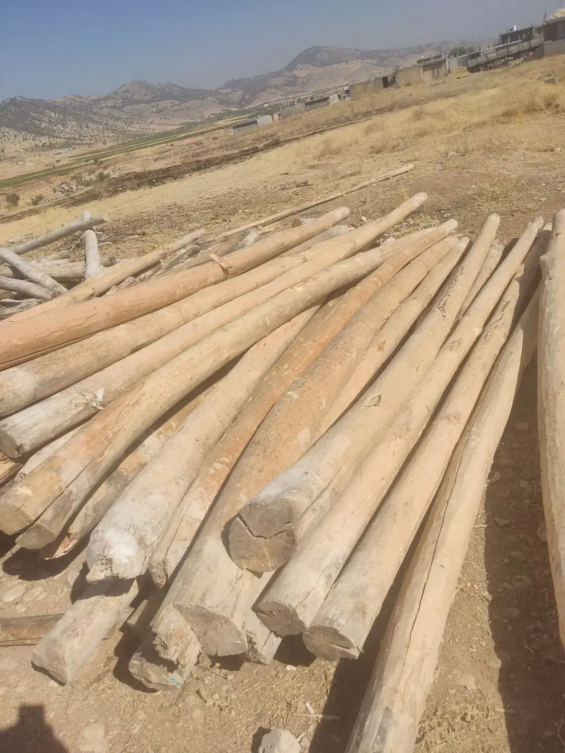 خریدار درخت چوب|خدمات باغبانی و درختکاری|یاسوج, |دیوار