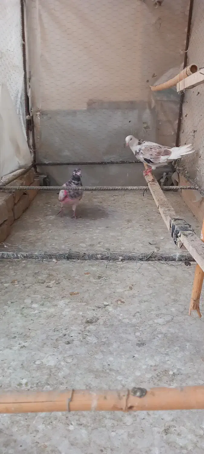 ۳ عدد کبوتر گرفتنی رو ۷طبقه بسیار زیبا|پرنده|تهران, دکتر هوشیار|دیوار