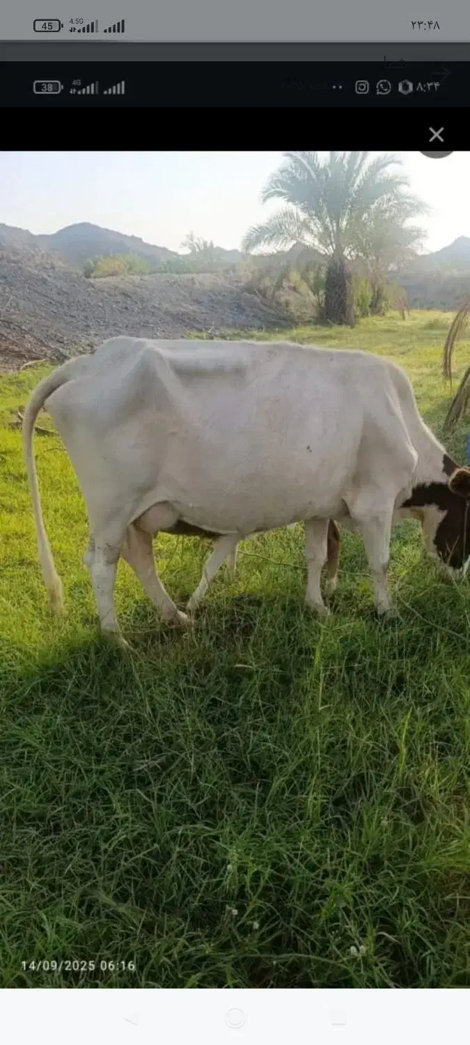 گاو و گوساله نر|حیوانات مزرعه|جیرفت, |دیوار