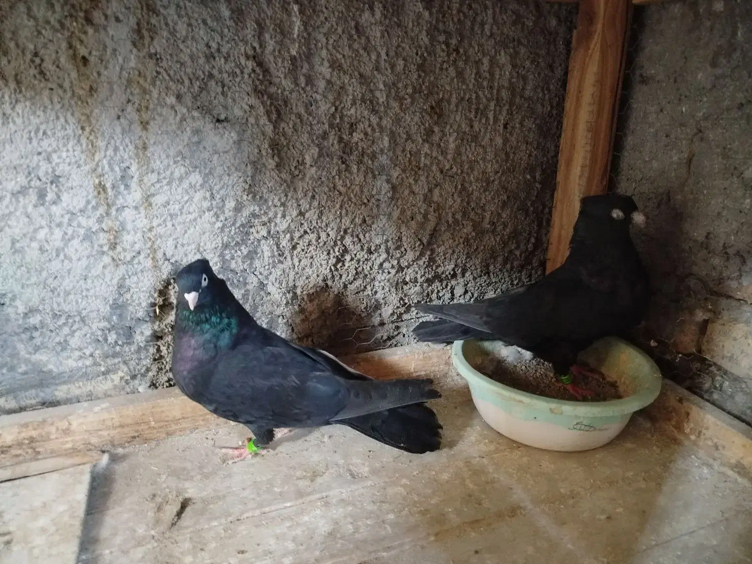 طوقی . سوسک آبادانی|پرنده|بافق, |دیوار