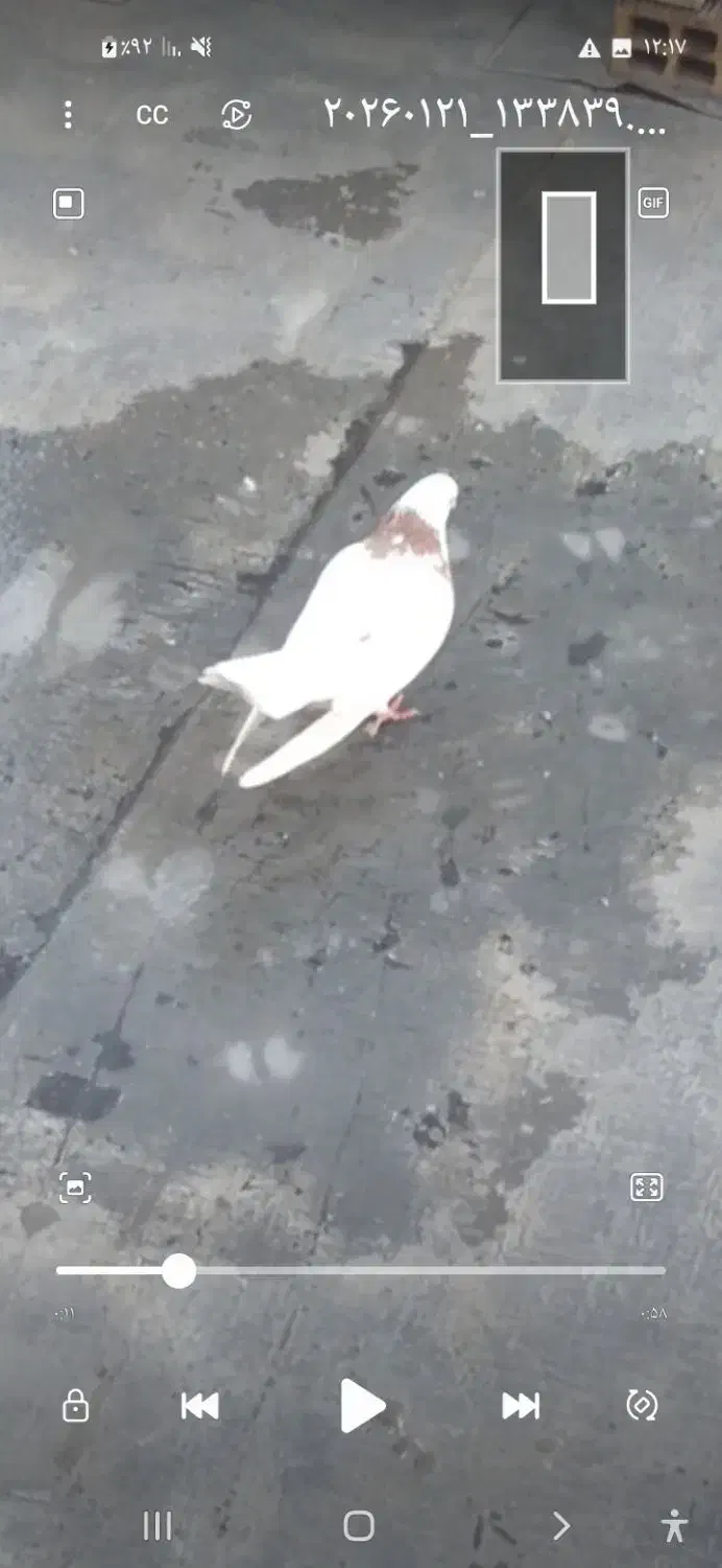 کفتر طوق|پرنده|جوانرود, |دیوار