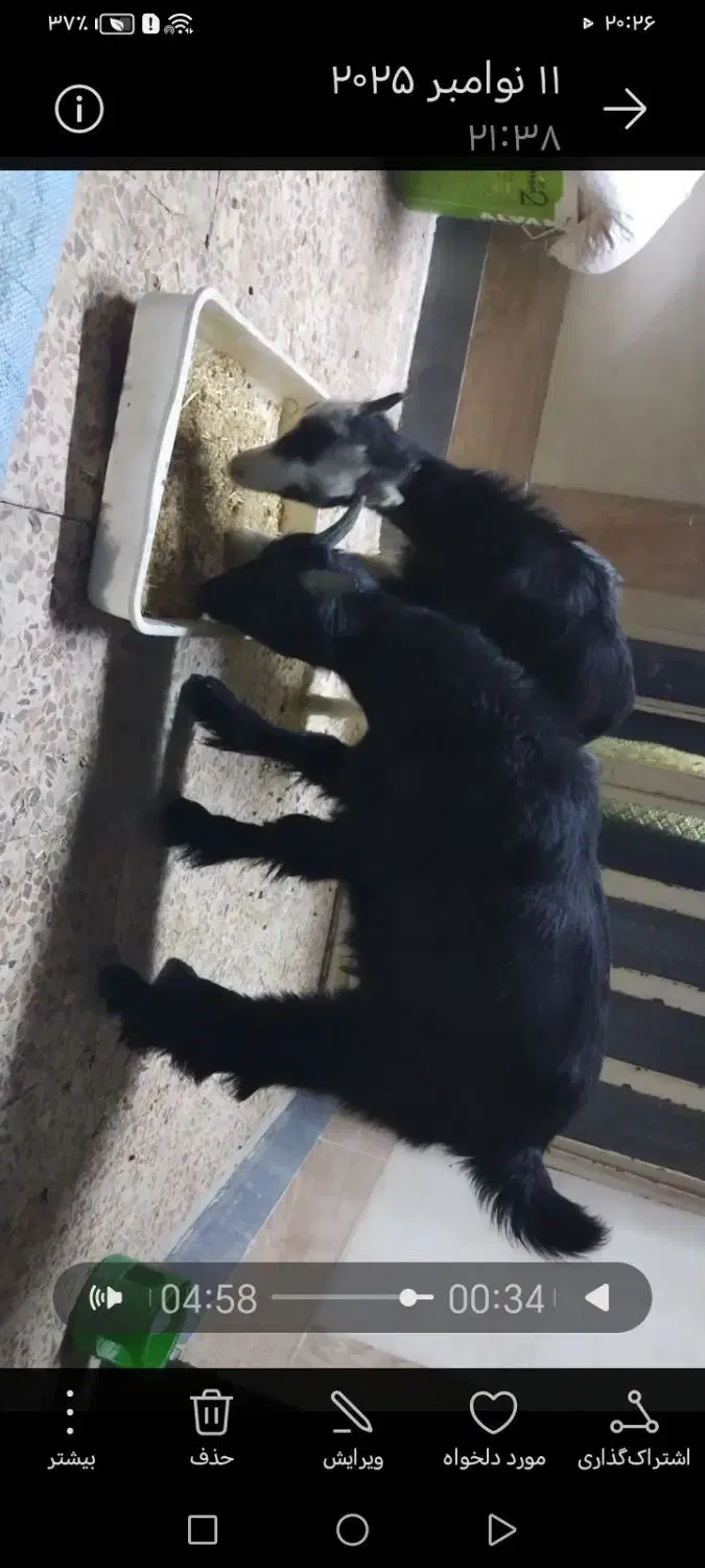 بیگ نر8ماه|حیوانات مزرعه|اهواز, نادری|دیوار