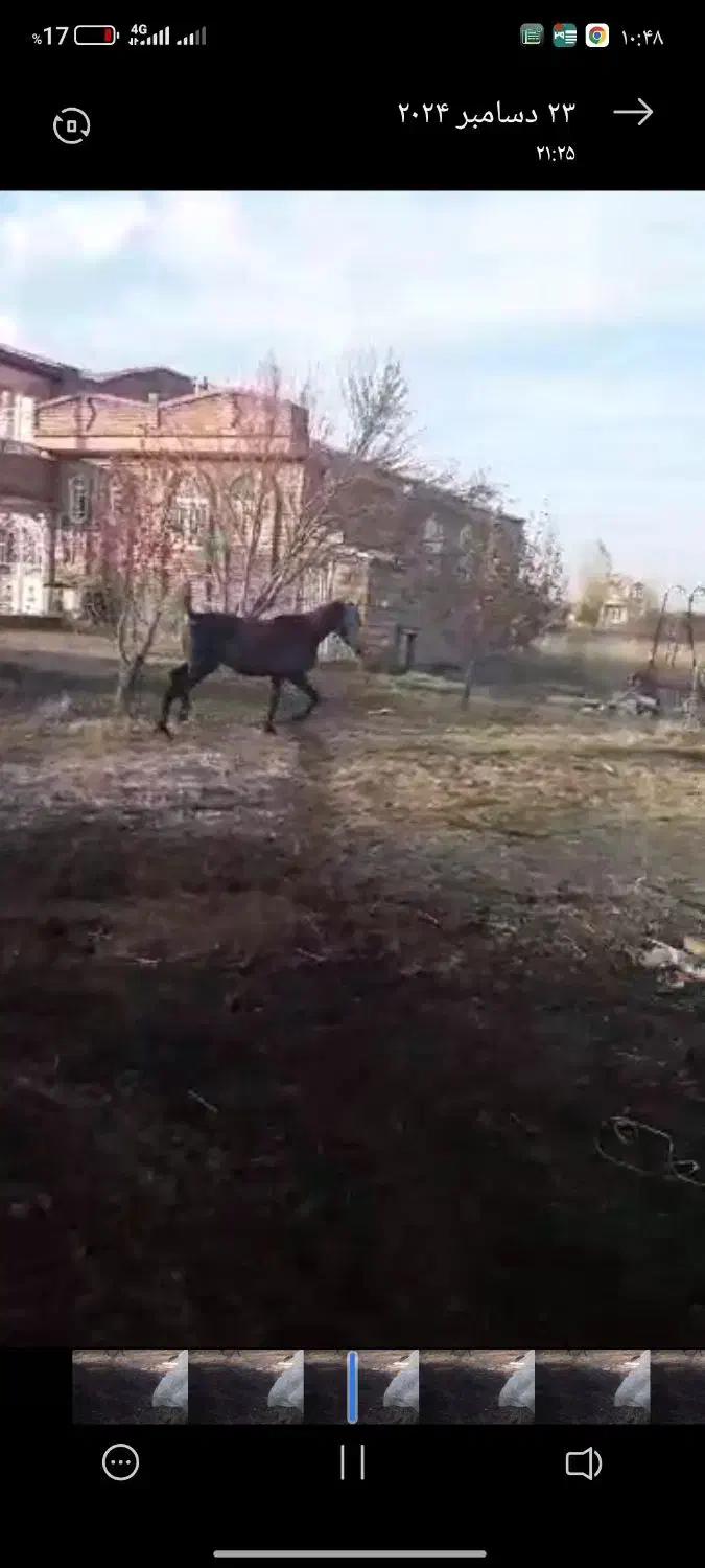 اسب اخته اصل کوردی ۷ساله|اسب و تجهیزات اسب‌سواری|سیلوانه, |دیوار