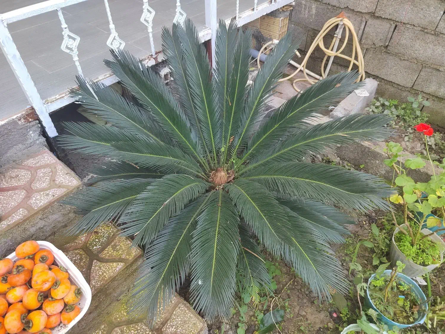 سیکاس چند ساله|گل و گیاه طبیعی|املش, |دیوار