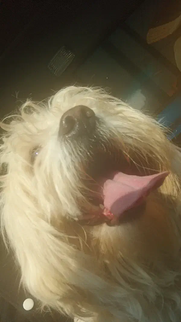 سگ پا کوتاه و بازیگوش|سگ|ارومیه, |دیوار