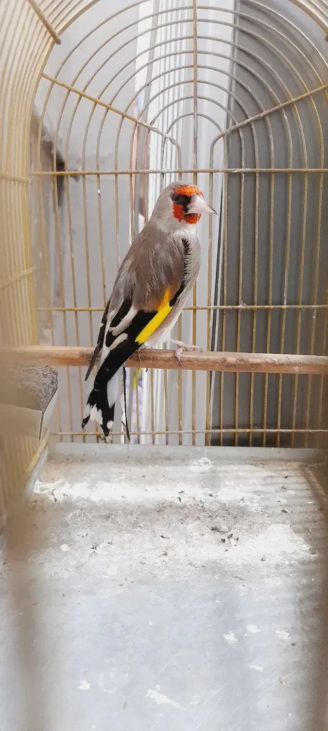 سهره کرمونی|پرنده|مرودشت, مختارآباد|دیوار