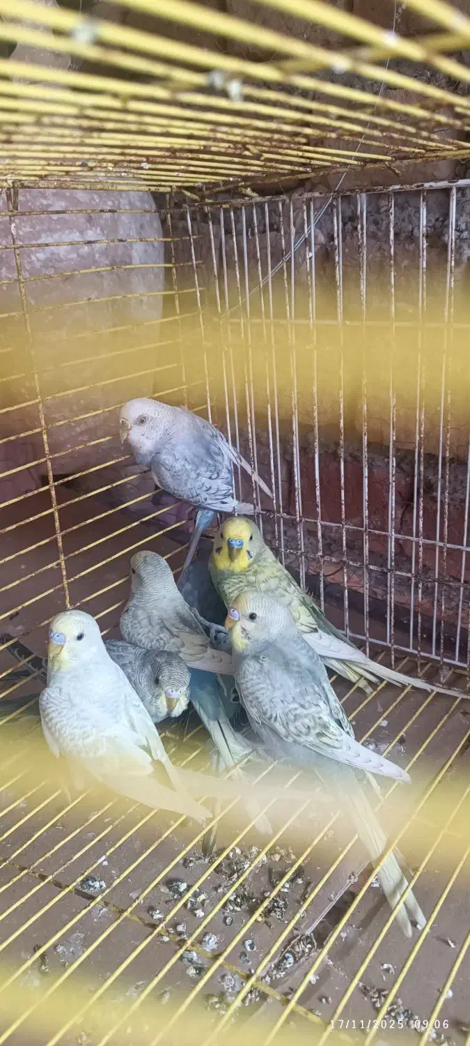 هشتا مرغ عشق اسپنگل|پرنده|خان ببین, |دیوار