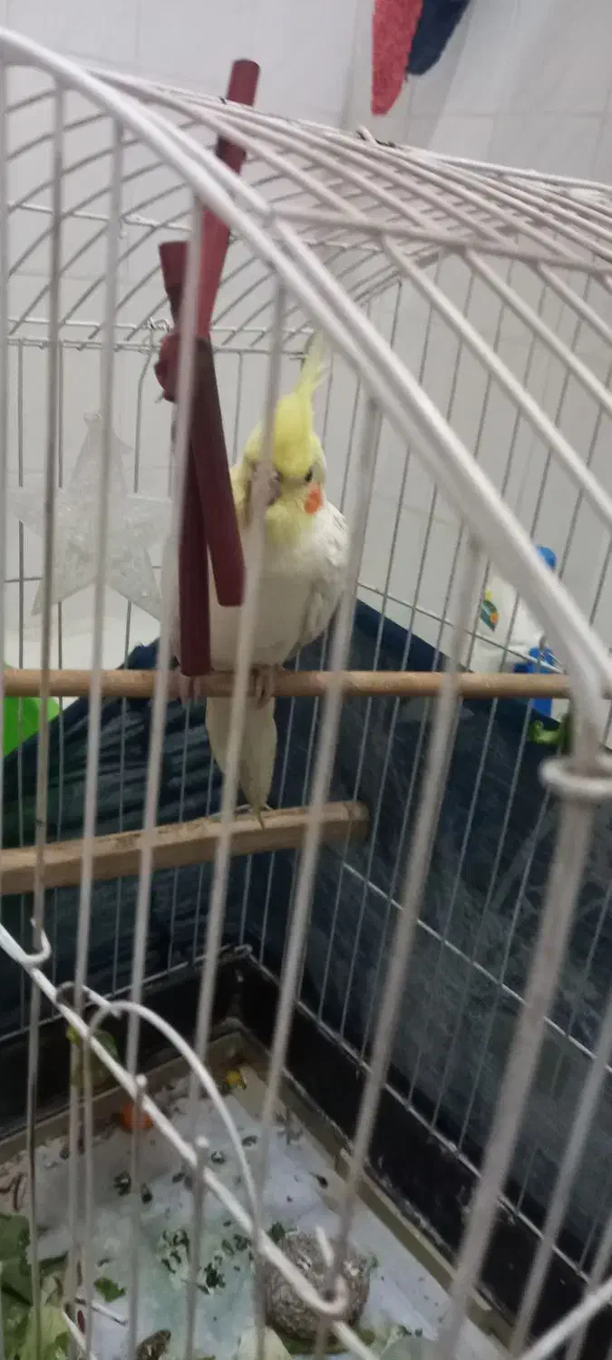 فروش عروس هلندی|پرنده|اندیشه, شهرک المهدی|دیوار