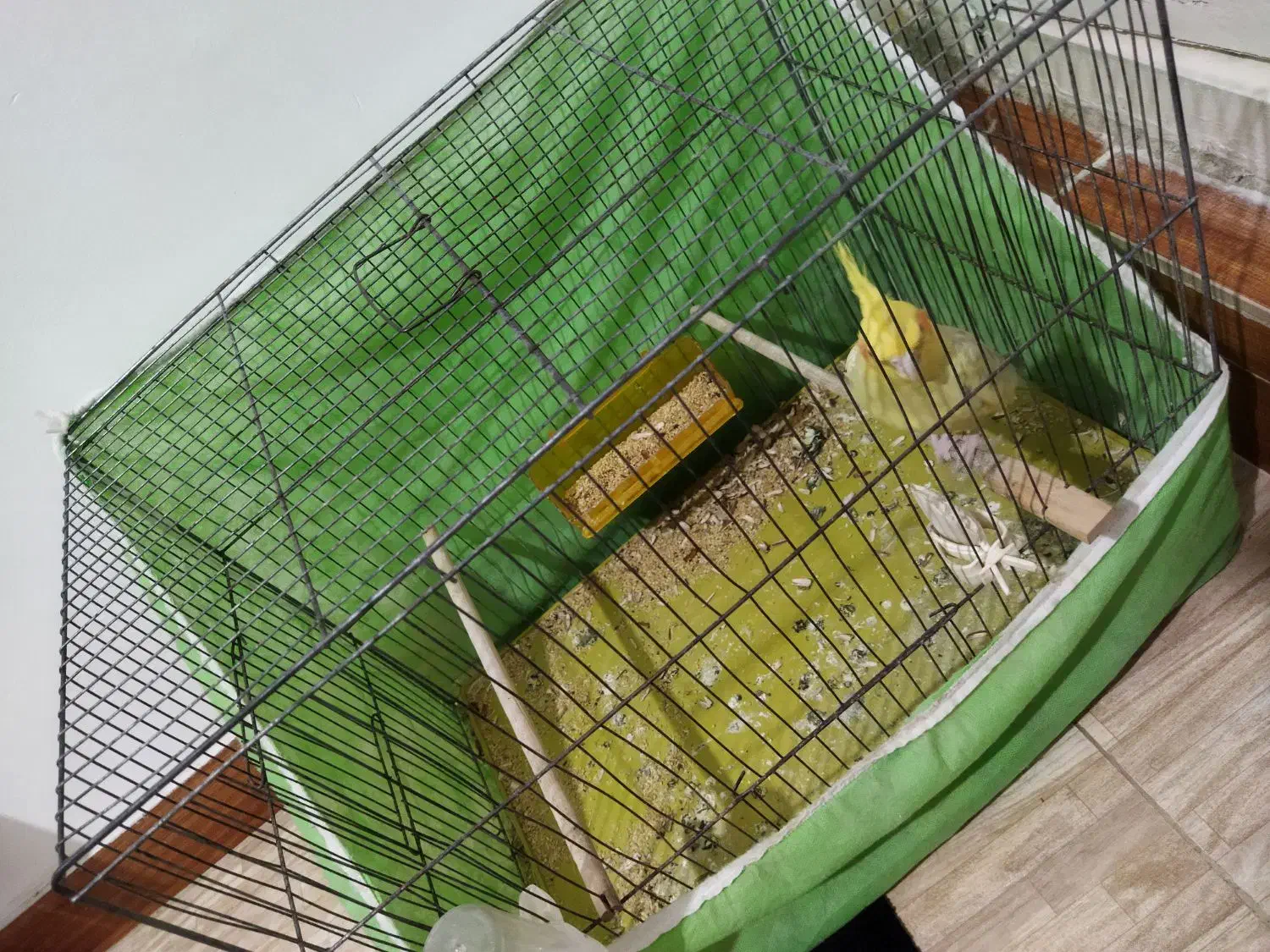 پرنده عروس هلندی|پرنده|رشت, معلولین|دیوار