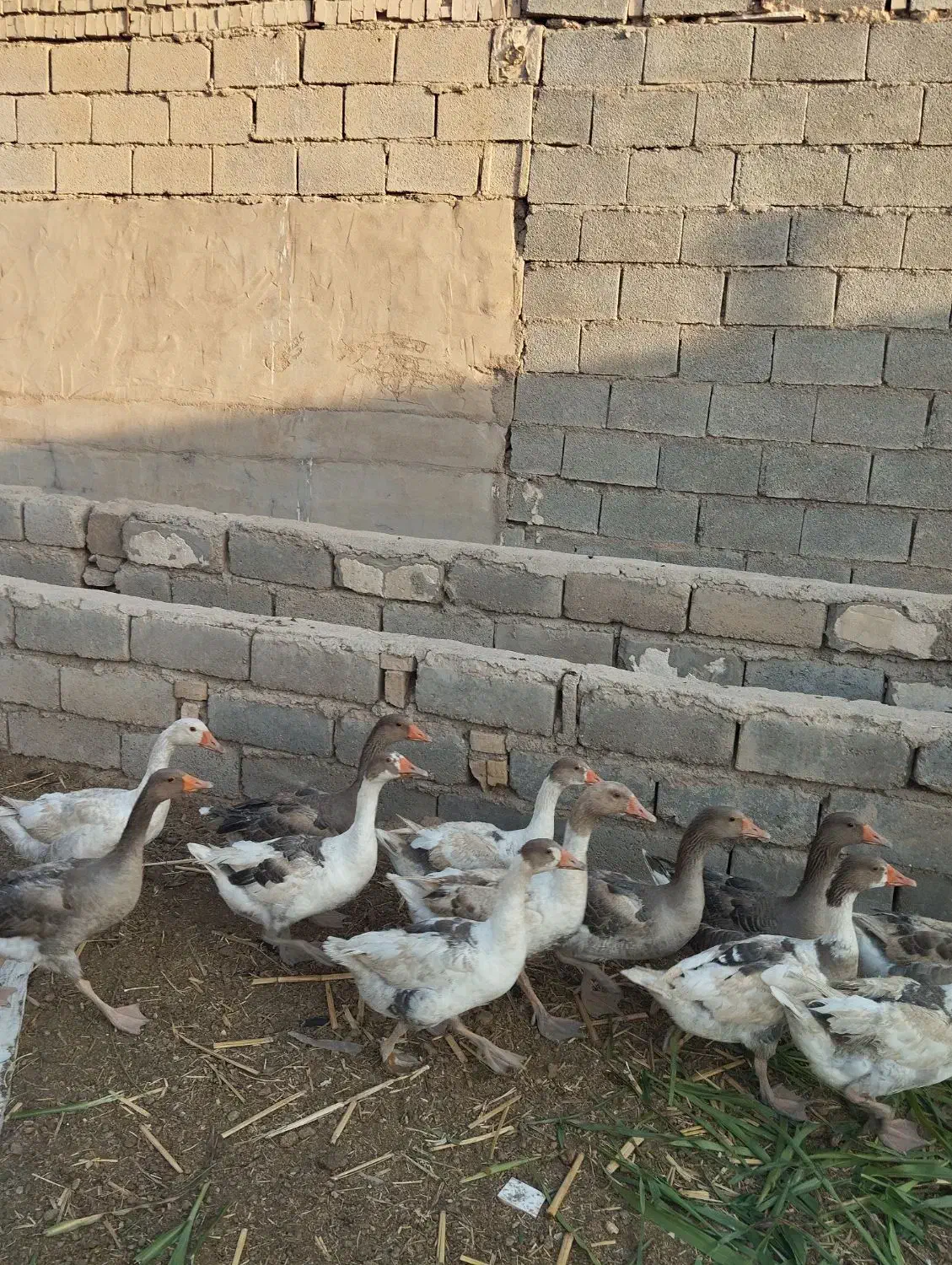 غاز|حیوانات مزرعه|شوشتر, |دیوار