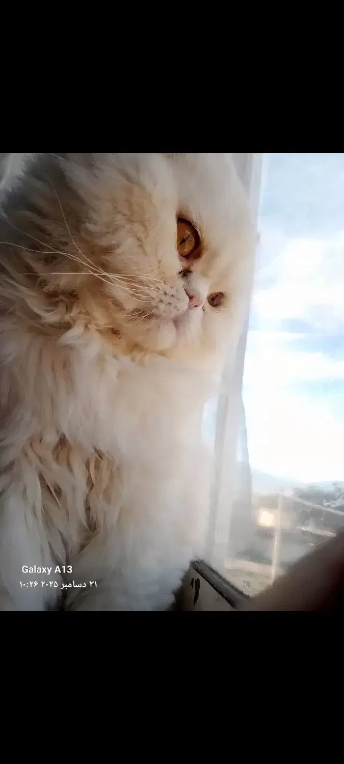 گربه پرشین نر|گربه|سرخنکلاته, |دیوار