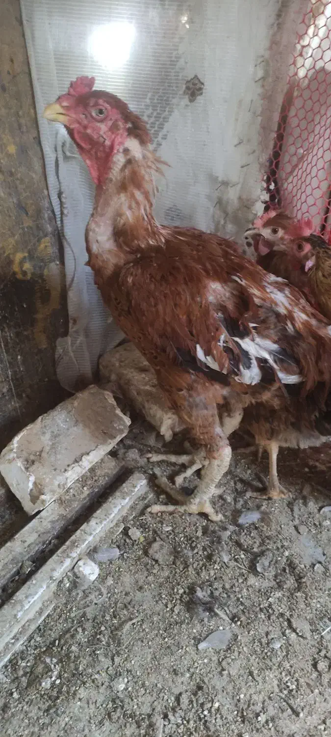 خروس لاری|حیوانات مزرعه|مشکین‌دشت, |دیوار