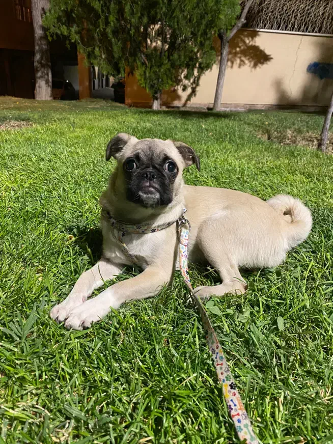 واگذاری سگ پاگ ماده|سگ|تبریز, |دیوار