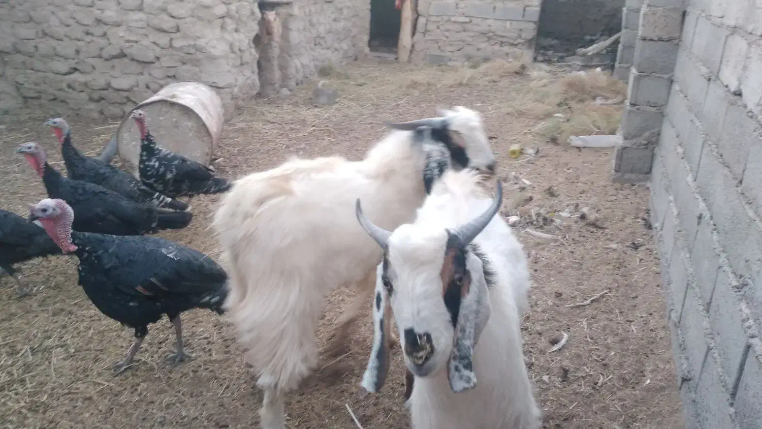 کهره نر|حیوانات مزرعه|تیمور آباد, |دیوار