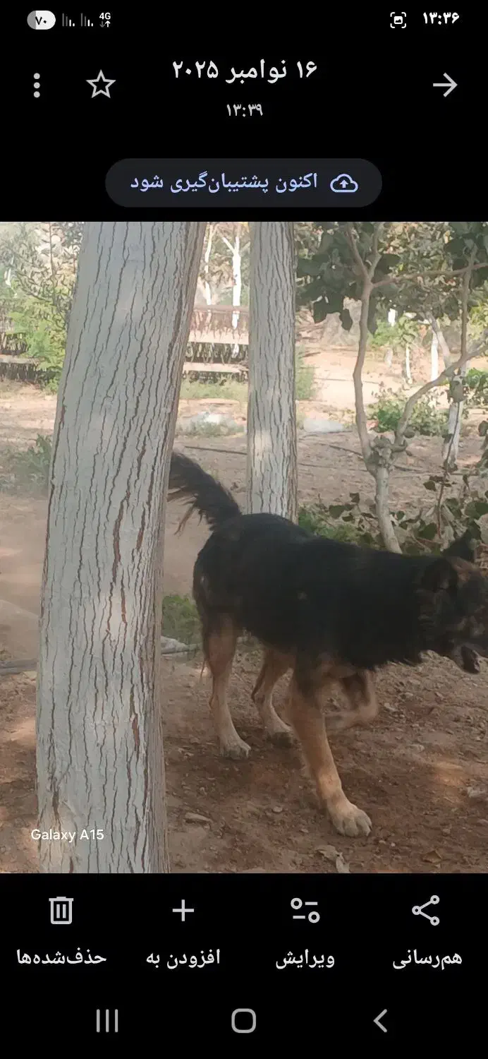 سگ ژرمن|سگ|ساوه, |دیوار