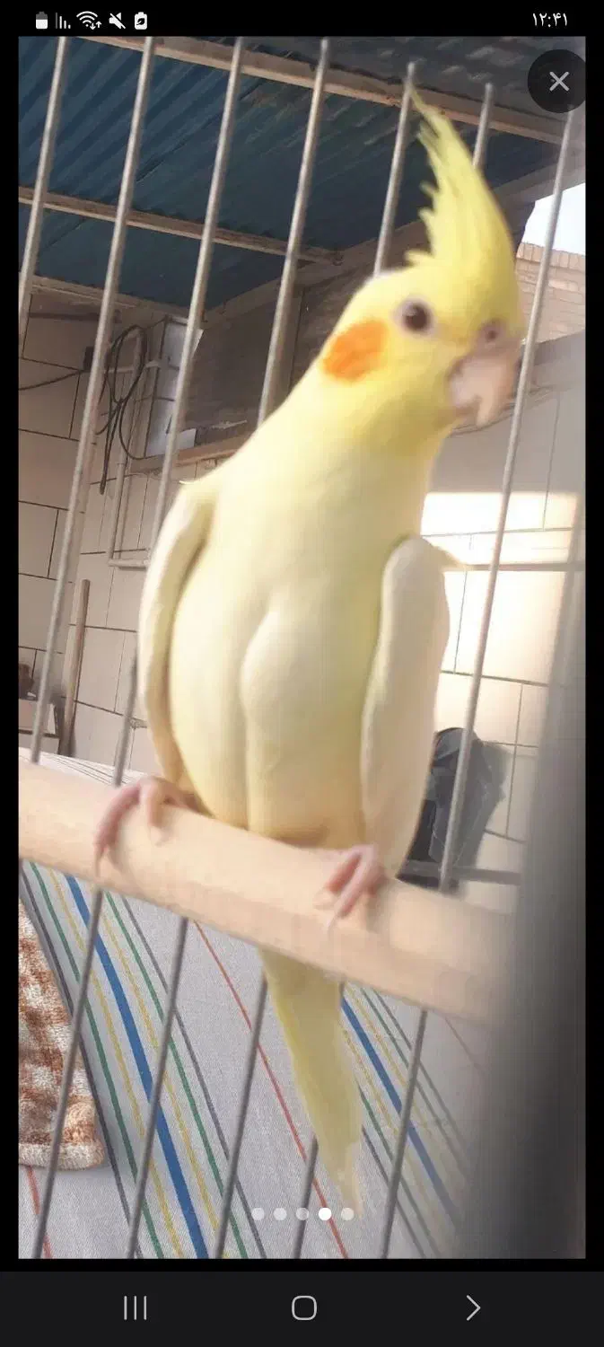 عروس هلندی جفت و یه نر تک|پرنده|دوگنبدان, |دیوار