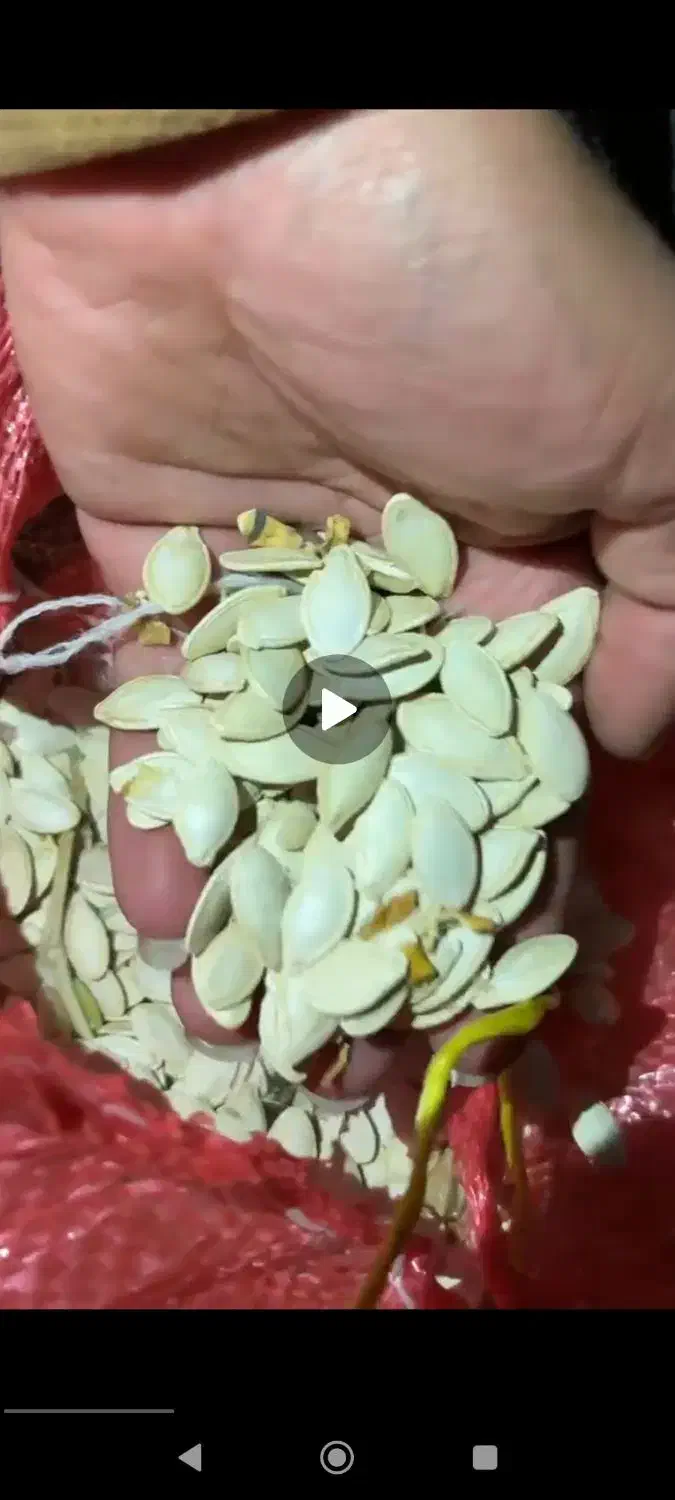 تخم کدو|خوردنی و آشامیدنی|دهگلان, |دیوار