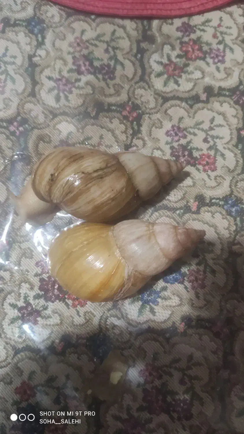 حلزون آلبینو|خزنده|تبریز, |دیوار