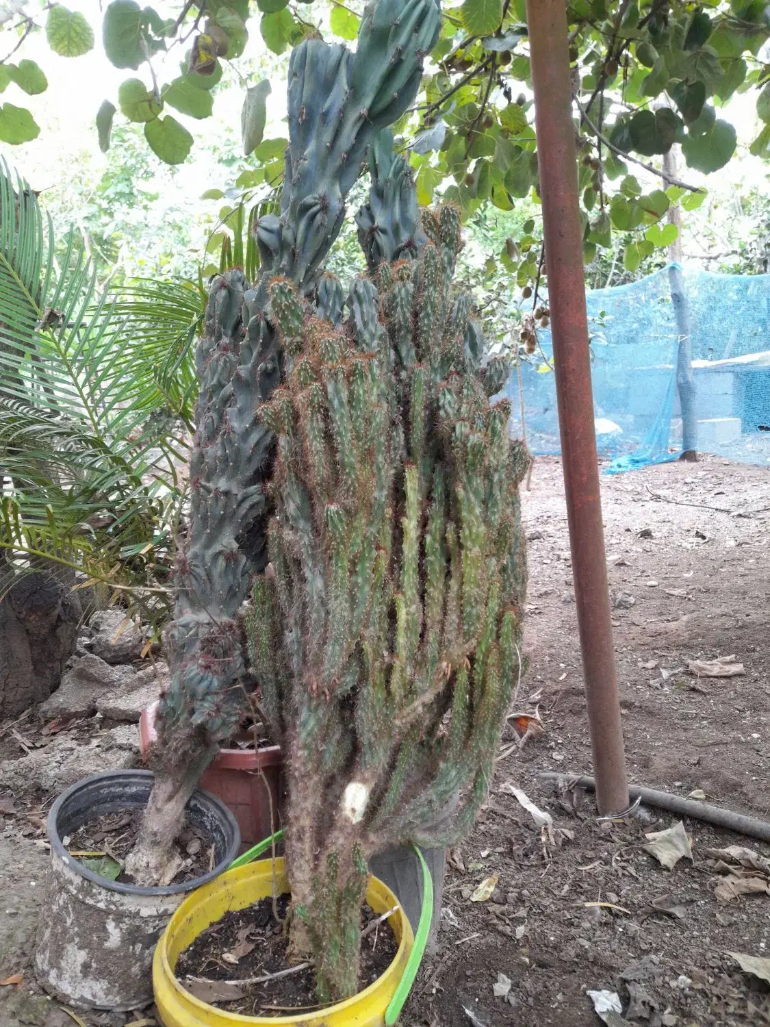 انواع گل و گیاه  صخره ای و ...|گل و گیاه طبیعی|تالش, تالش|دیوار