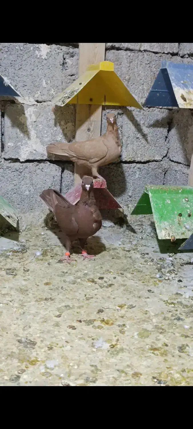 زرد سینه فر جوجه|پرنده|اهواز, شریعتی جنوبی|دیوار