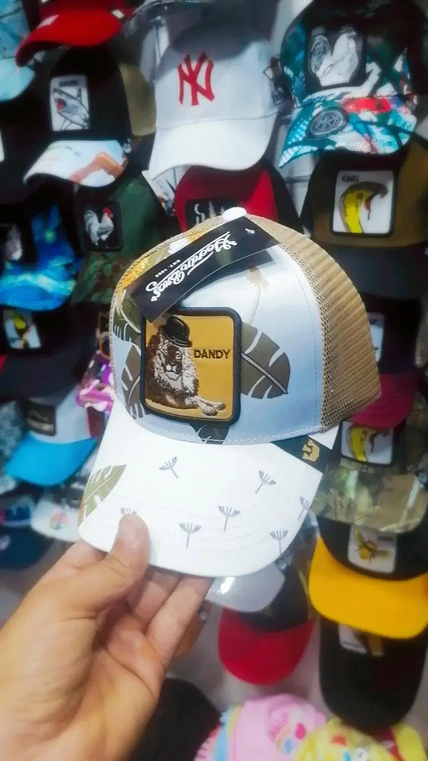 گورین اصل|لباس|بندرعباس, |دیوار