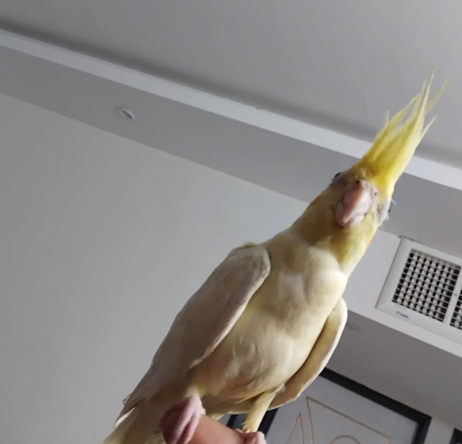 عروس هلندی لوتینو|پرنده|اصفهان, منتظرالمهدی|دیوار