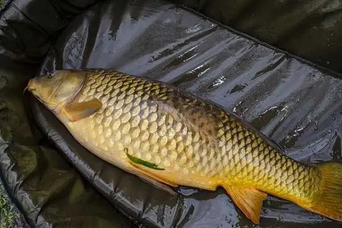 ماهی کپور طلایی|ماهی|دشتابی, |دیوار