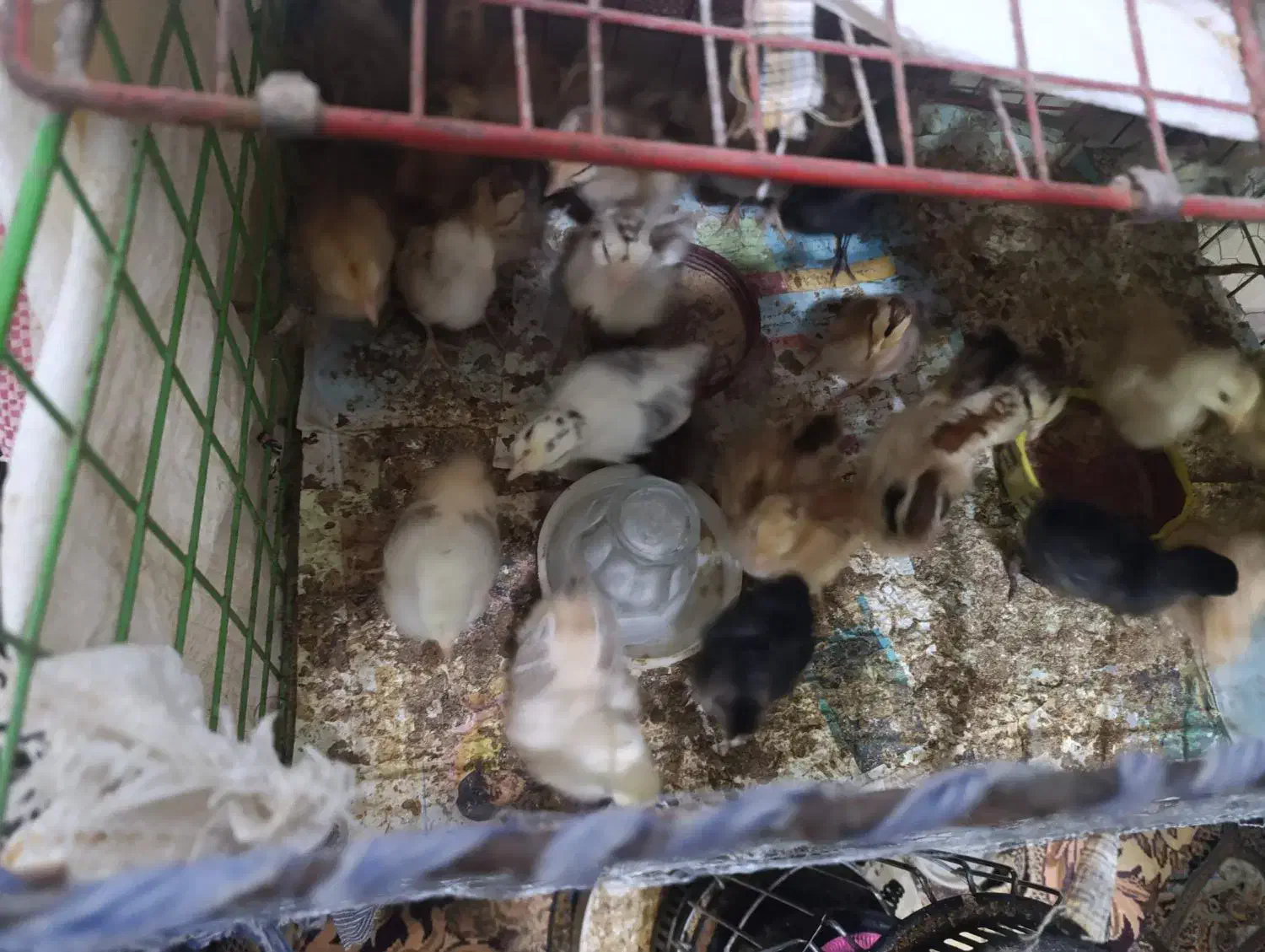 جوجه خانگی|حیوانات مزرعه|زابل, |دیوار