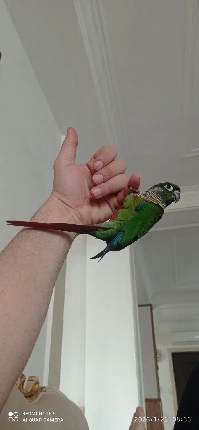 طوطی گریچیک رام|پرنده|ساری, |دیوار