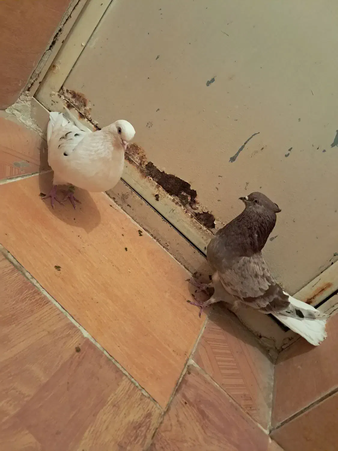 گبوتر|پرنده|گلپایگان, |دیوار