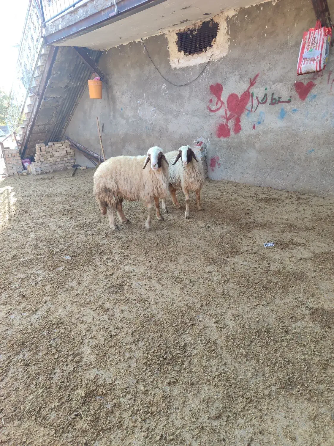 دورس قوچ سنجابی اصیل|حیوانات مزرعه|بروجرد, |دیوار