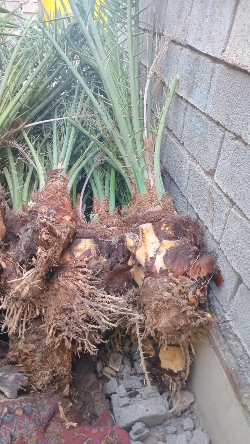 بفروش|حراج|سراوان, |دیوار