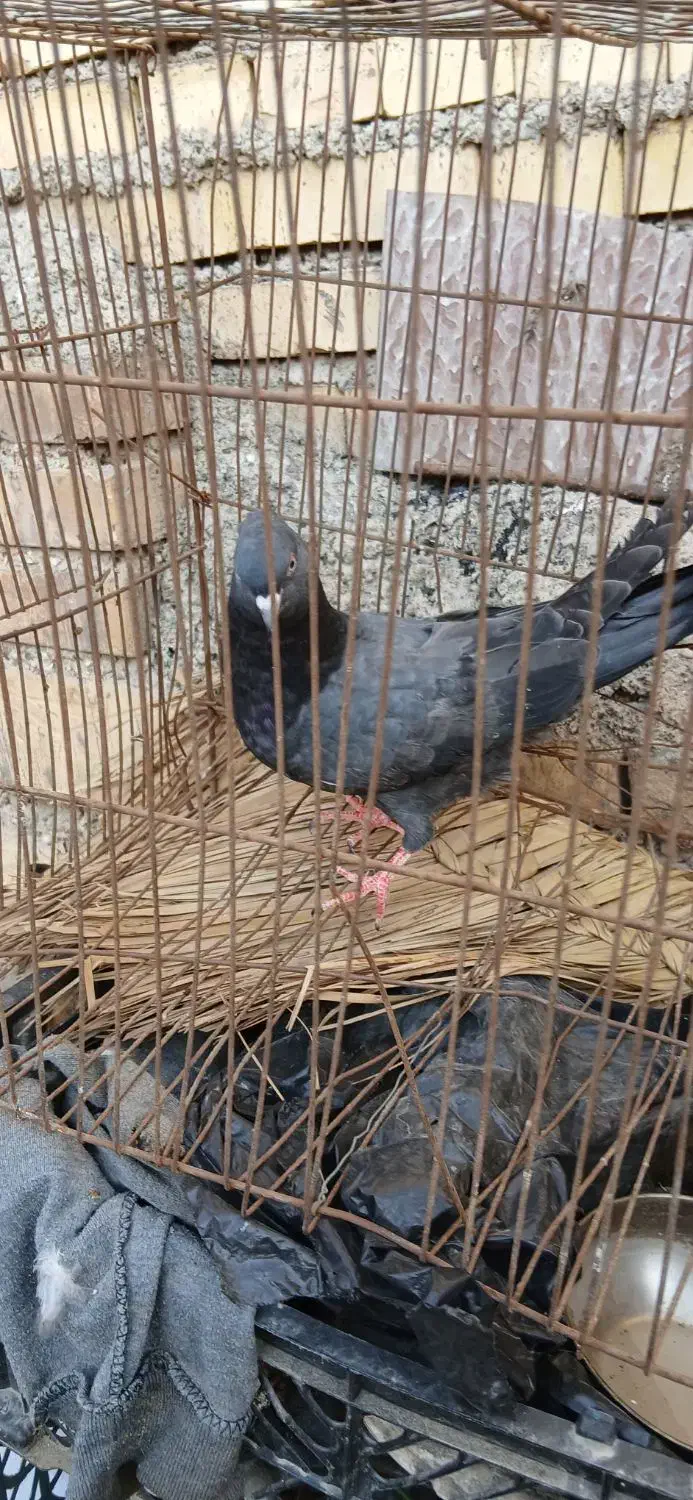 جوجه نر ابادانی|پرنده|خرمشهر, |دیوار