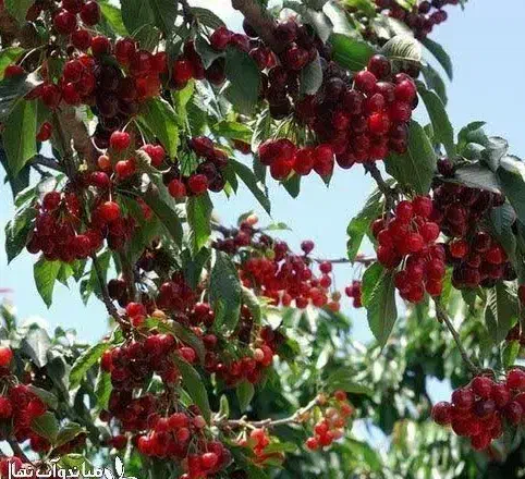 تولید نهال گیلاس پایه کوتاه گزیلا|خدمات باغبانی و درختکاری|دیلمان, |دیوار