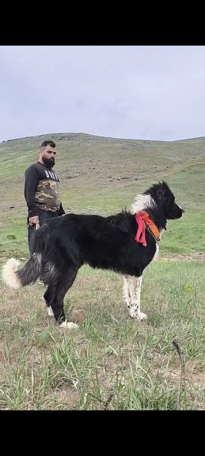 نر قهدرجون|سگ|تهران, توحید|دیوار