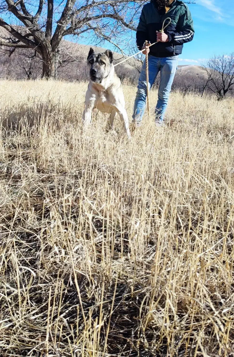 سراب|سگ|قزوین, |دیوار