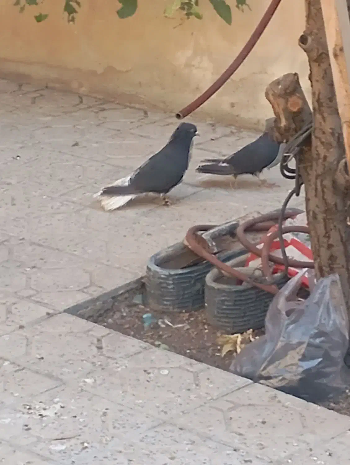 14تا باهم 12ملیون|پرنده|مهران (ایلام), |دیوار