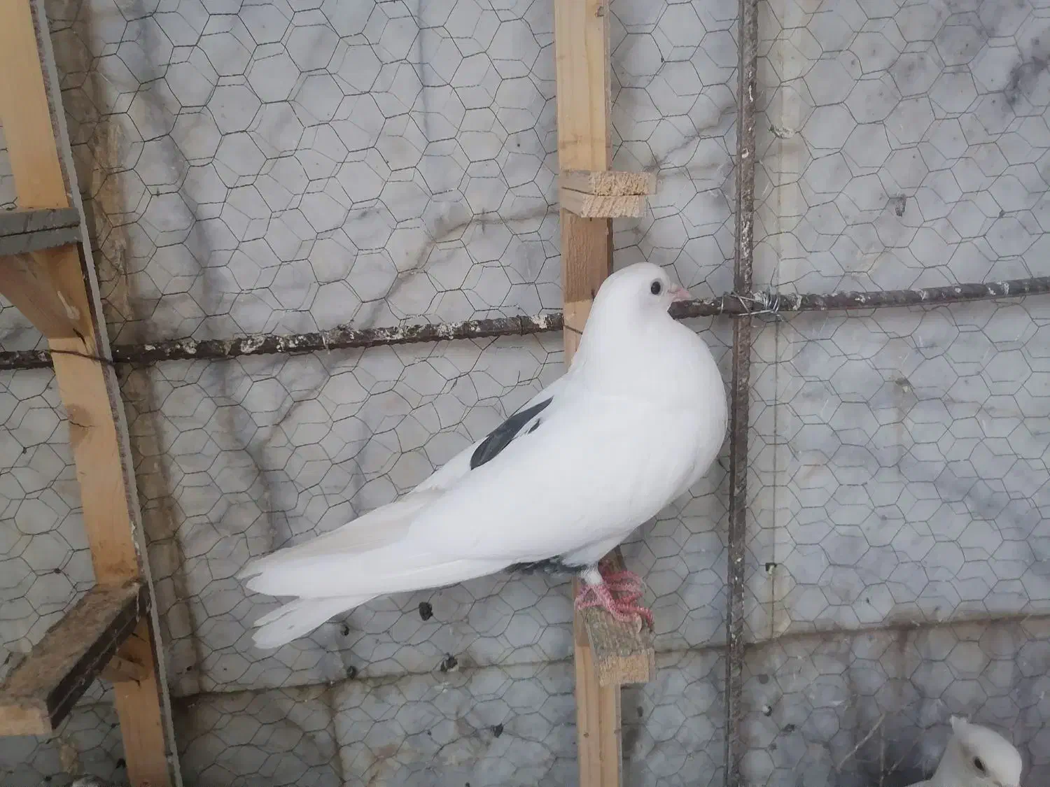 کبوتر گم شده.کبوترصید|حیوانات|مشهد, حجاب (شهرک غرب)|دیوار