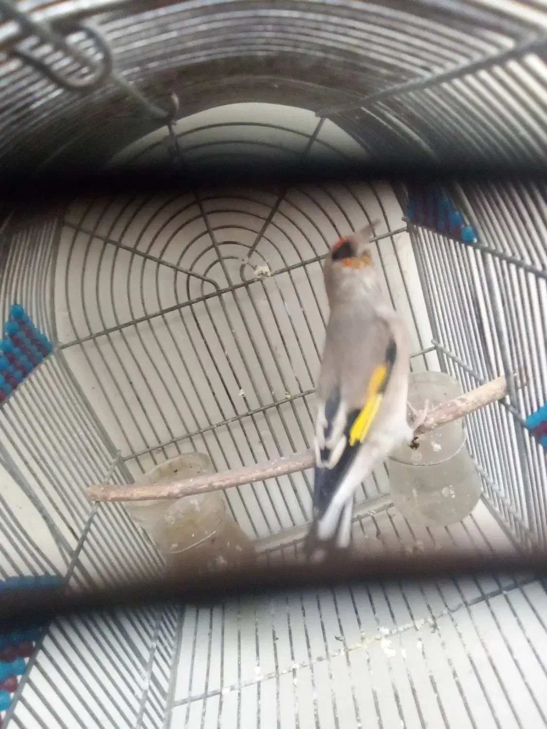 سهره کرمانی|پرنده|شیراز, تندگویان|دیوار