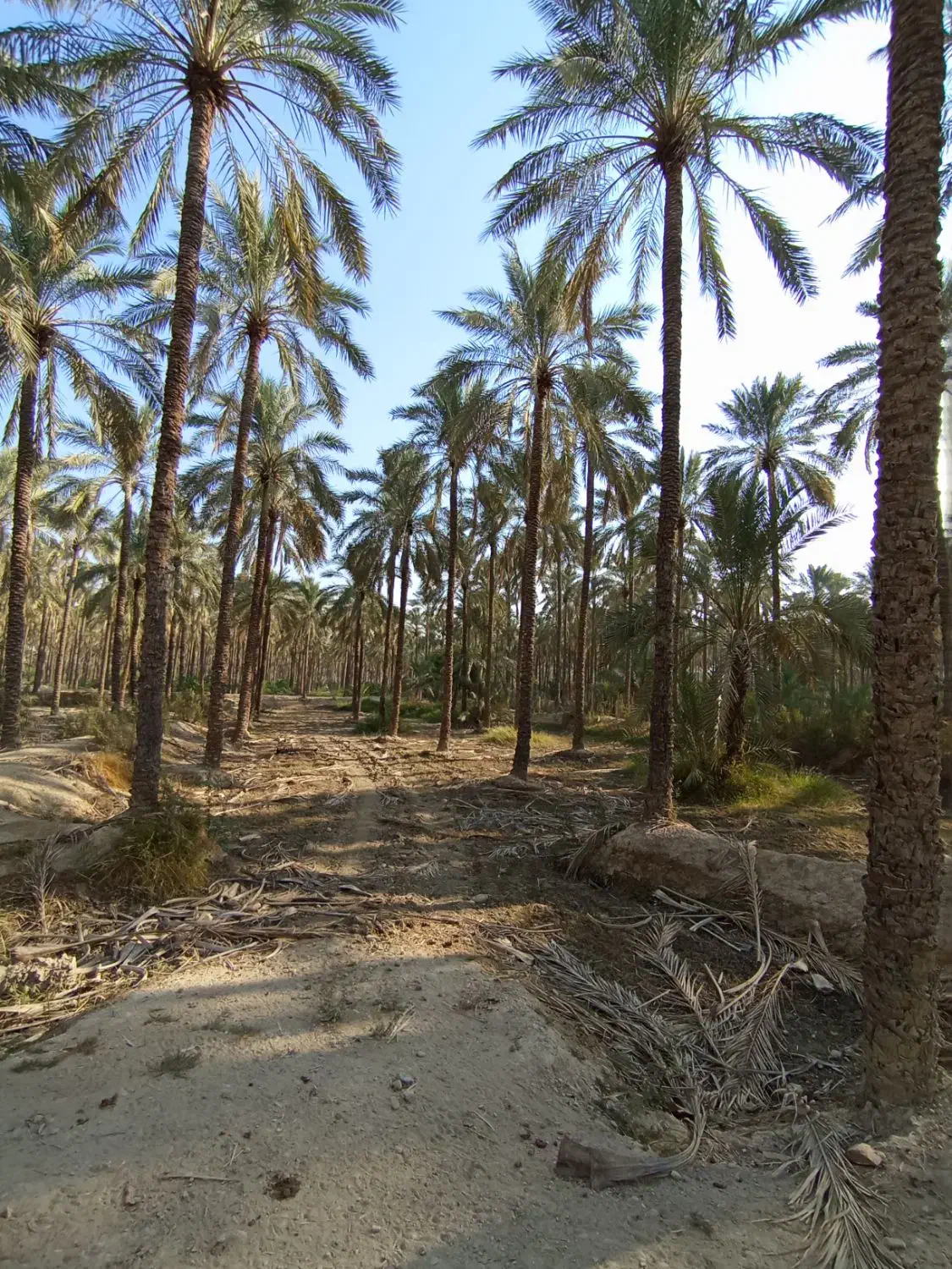 تعداد۸۰اصل نخل|گل و گیاه طبیعی|وحدتیه, |دیوار