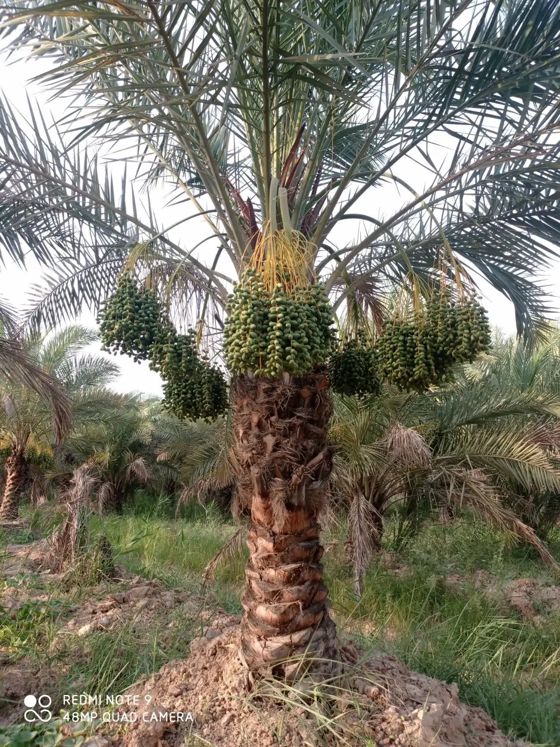 خدمات نخل درصدی از ۰ تا ۱۰۰|خدمات باغبانی و درختکاری|اهواز, کوی مهندسان|دیوار