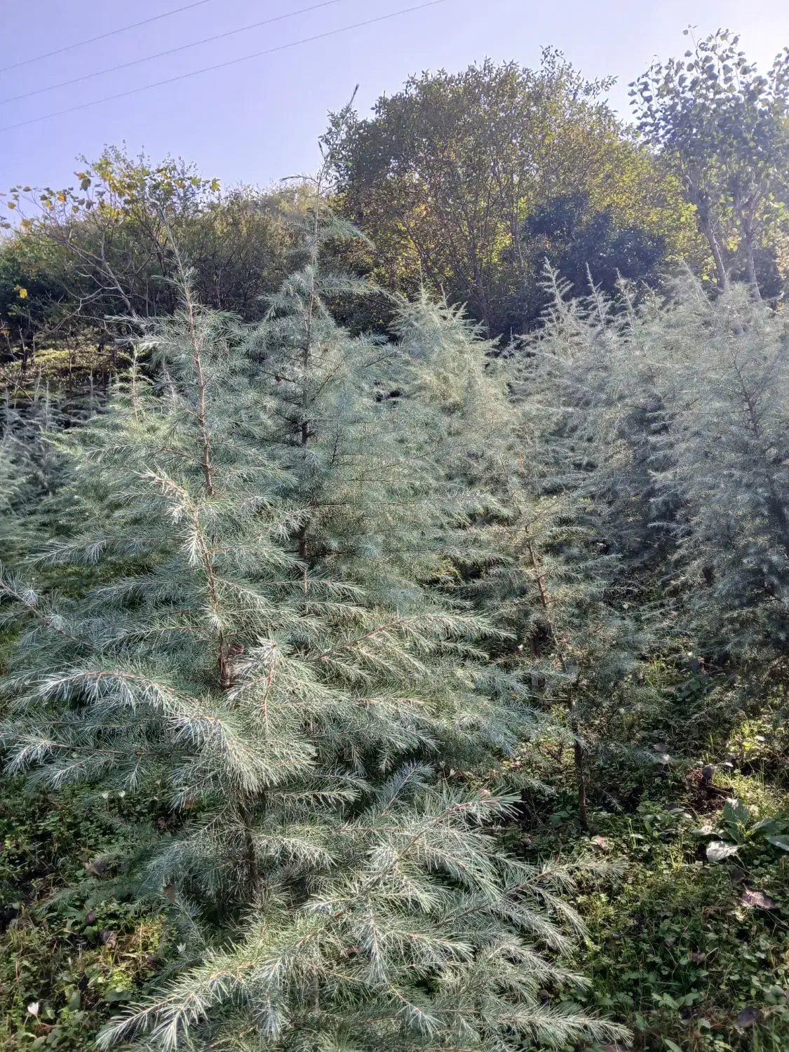 فروش نهال سدروس|گل و گیاه طبیعی|رحیمآباد, |دیوار